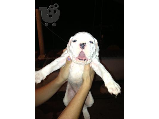 BOXER KOYTABI ΛΕΥΚΟ ΘΗΛΥΚΟ